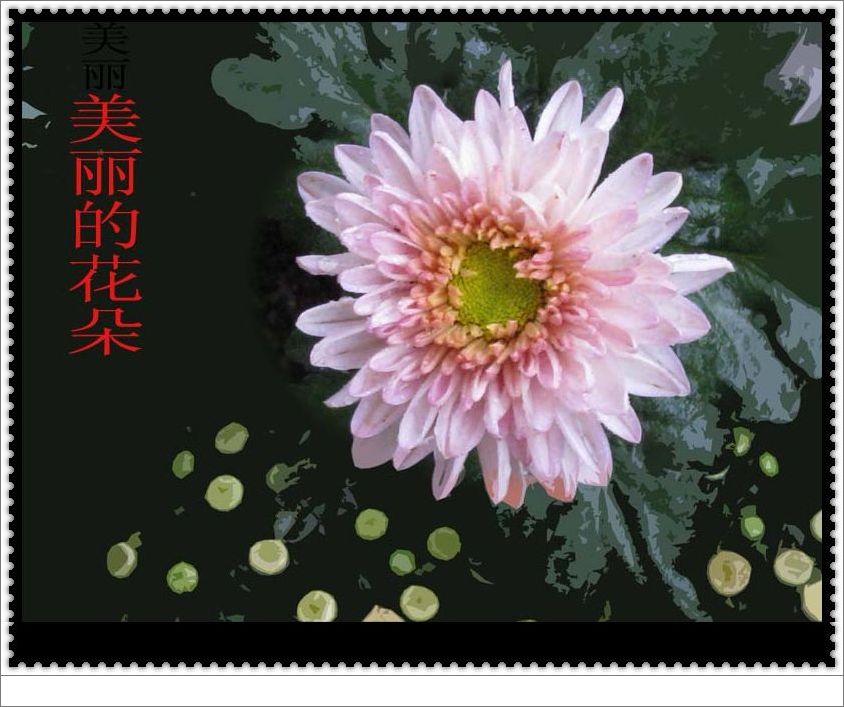 菊花 摄影 klyy