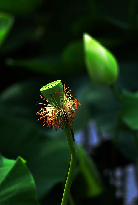 莲藕 摄影 花梨瑁