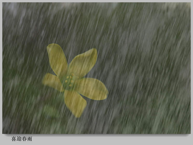 喜迎春雨 摄影 老史太太