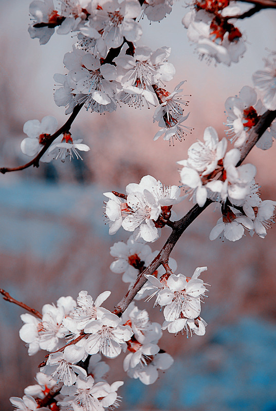 杏花芳菲 摄影 北欧黎明