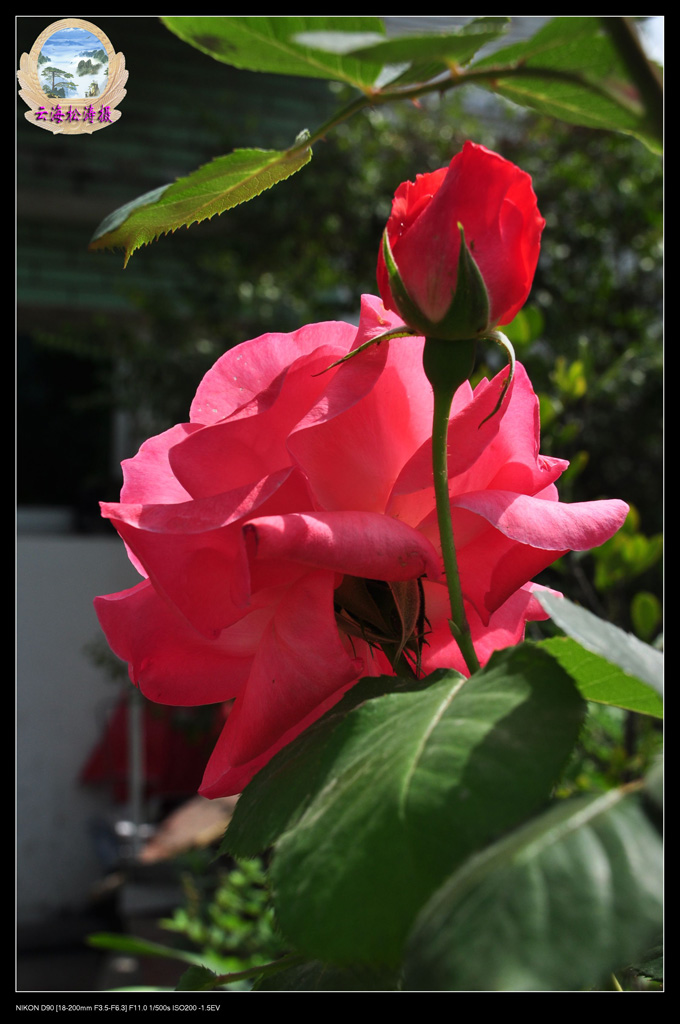 月季花儿开 摄影 云海松涛