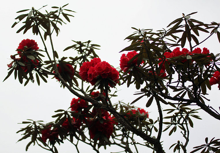 杜鹃花 摄影 东海神龙