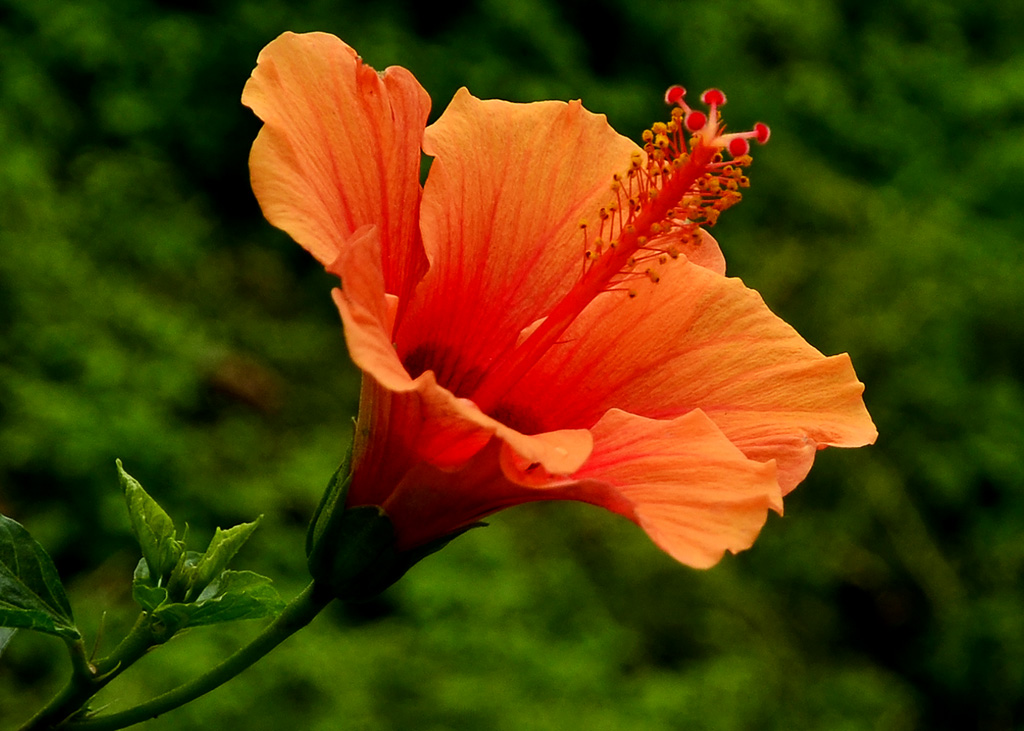 温室内的奇花异草7 摄影 明秋