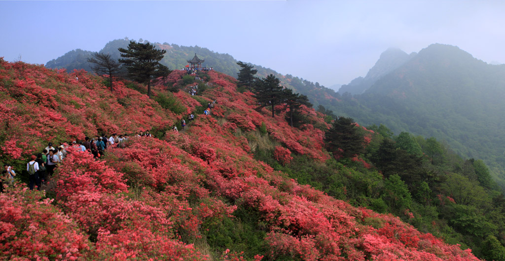 满山红 摄影 新生