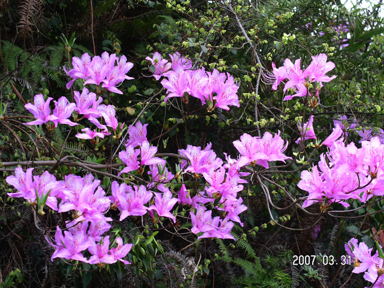 山里杜鹃花 摄影 淙水秀才