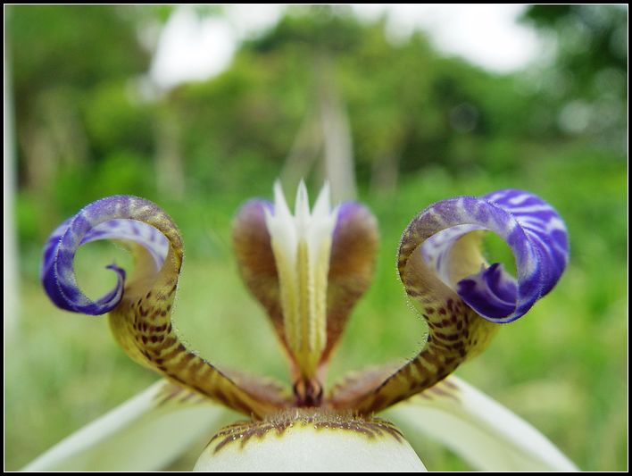 花瓣 摄影 红棉