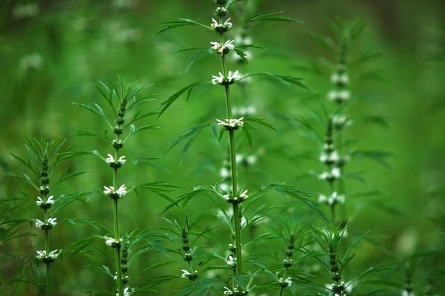 节节高 摄影 寂寞海