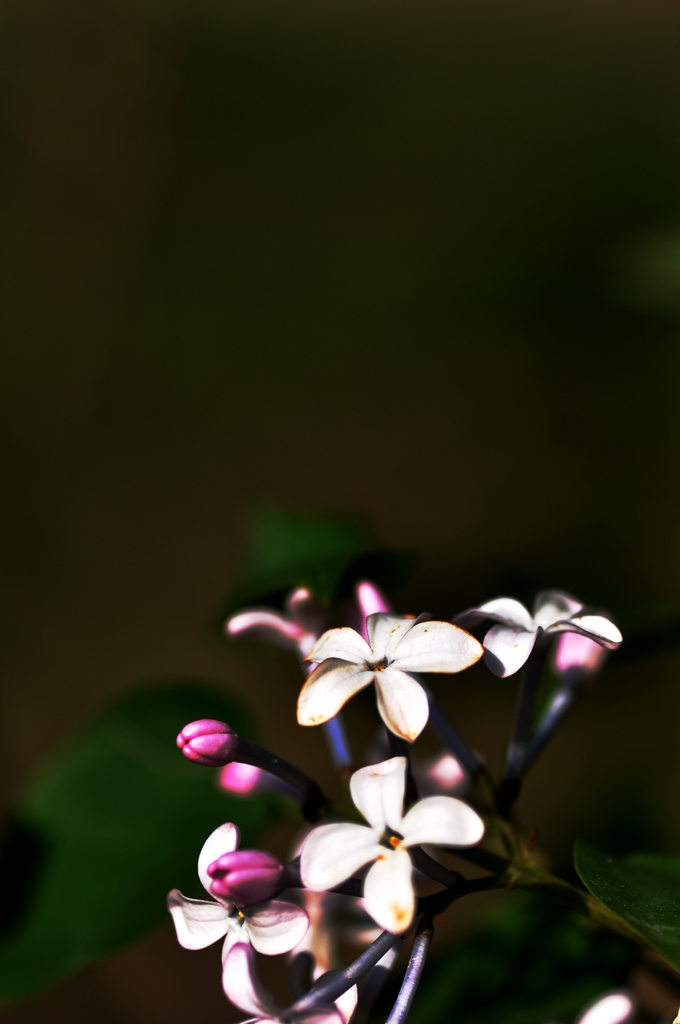 【 五瓣丁香花 】 摄影 林小慧