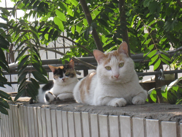 猫猫 摄影 香荷露角