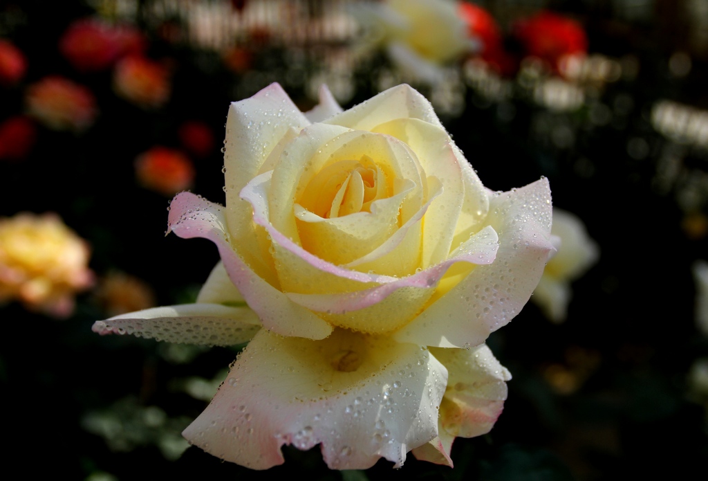 月季花 摄影 冷花飘雪