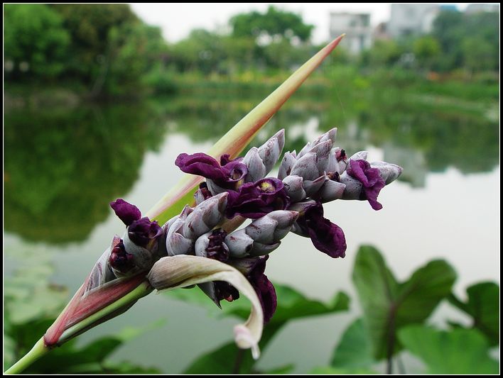 紫色小花 摄影 红棉