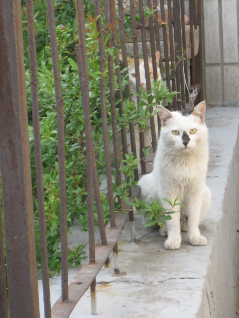 猫咪 摄影 香荷露角