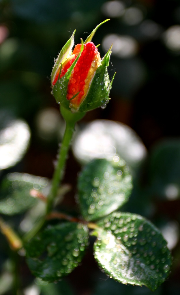 月季花 摄影 冷花飘雪