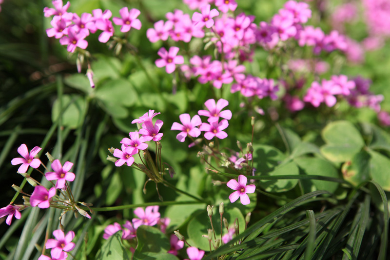 小花 摄影 青蝉