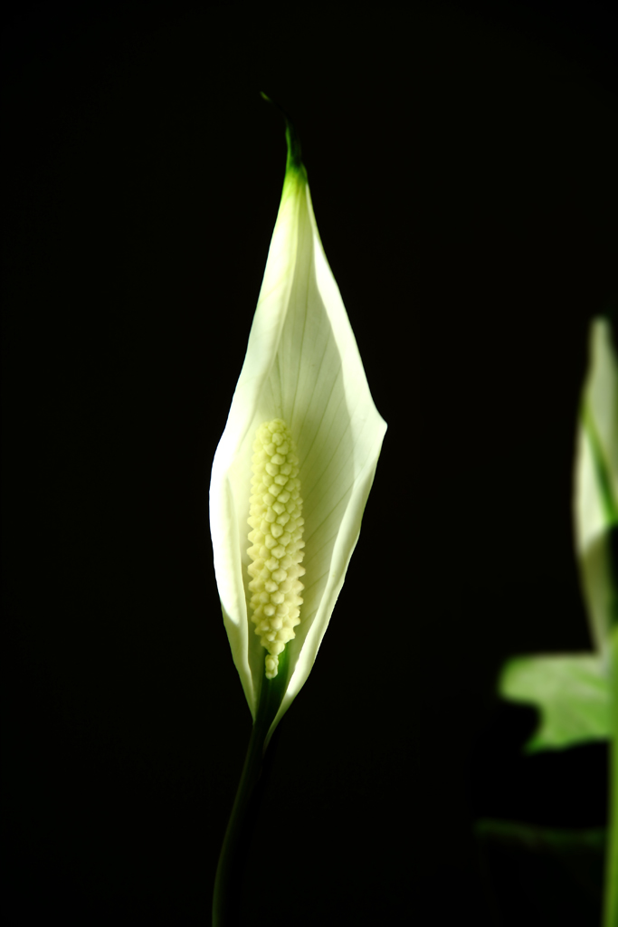 花蕊 摄影 米汤糊