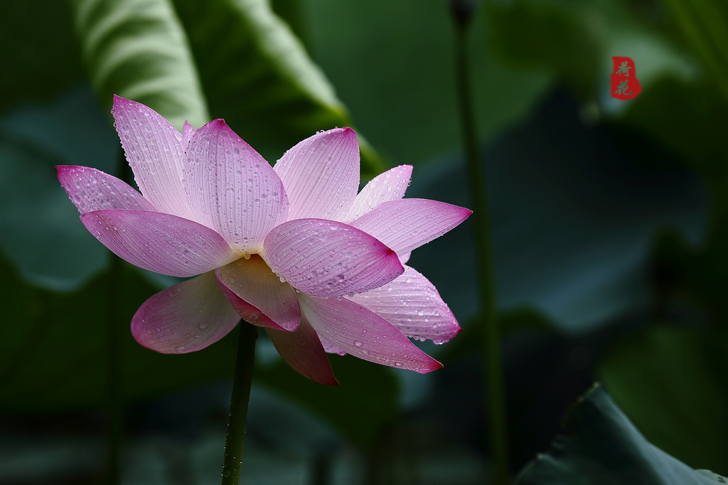 荷花4 摄影 SZ靓哥