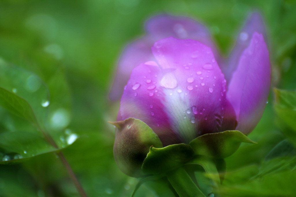 雨后牡丹更鲜艳 摄影 红军喝茅台