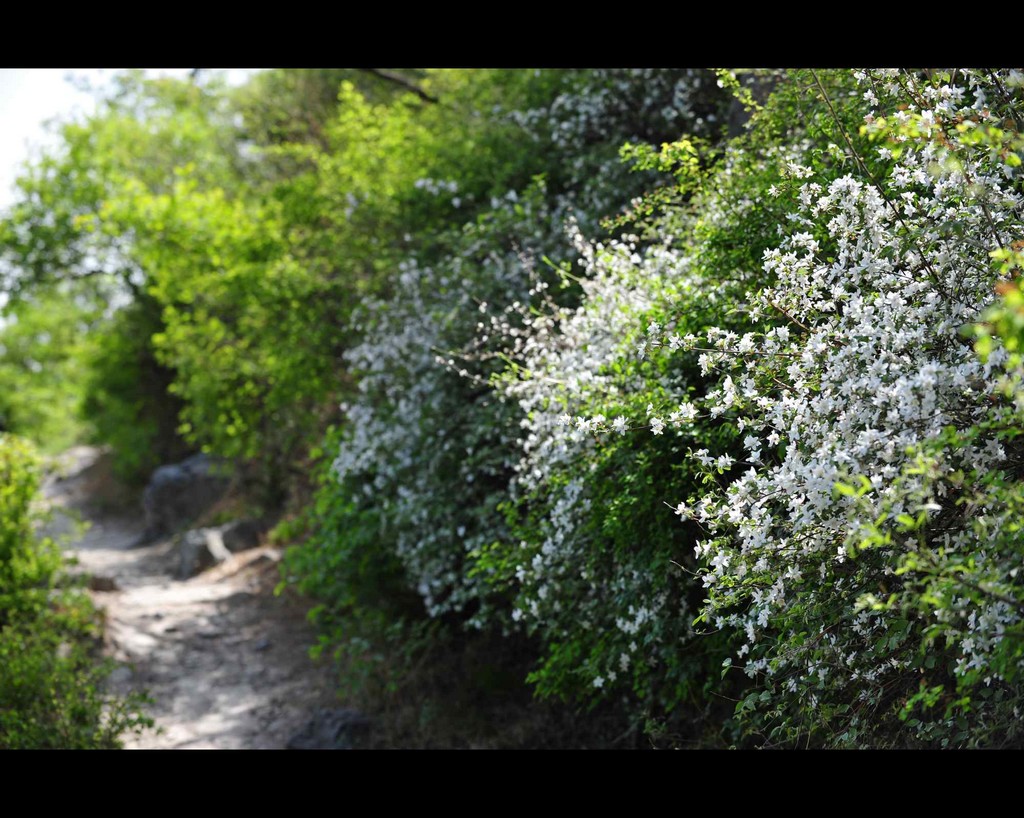 花径 摄影 闲逛老驴