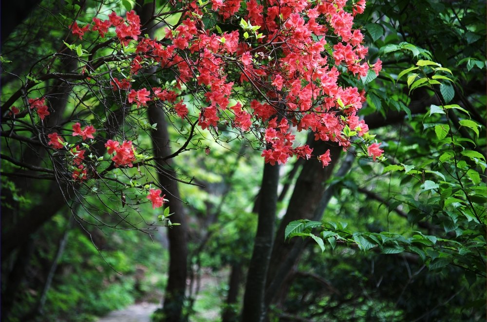 杜鹃花开 摄影 温馨