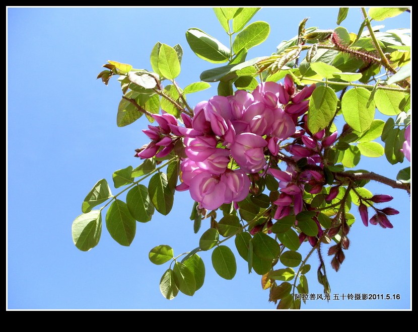 阿拉善风光——槐树花开 摄影 五十铃