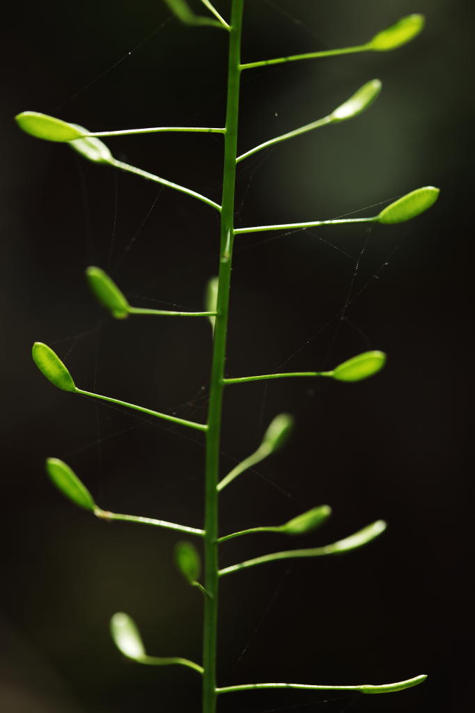 小草的伸展 摄影 无限江山