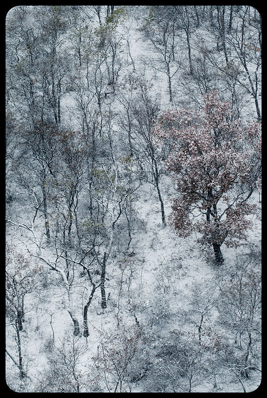 雪 摄影 伊玛尼OSM