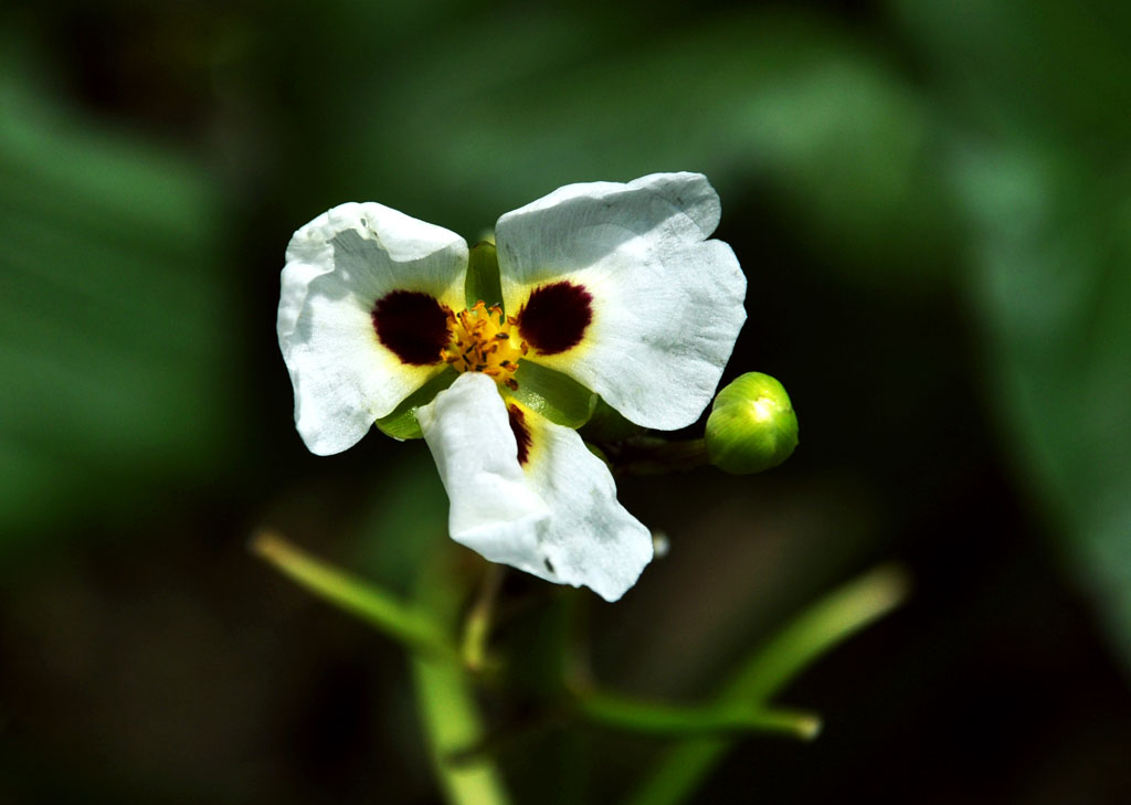 花 摄影 冷疯痴