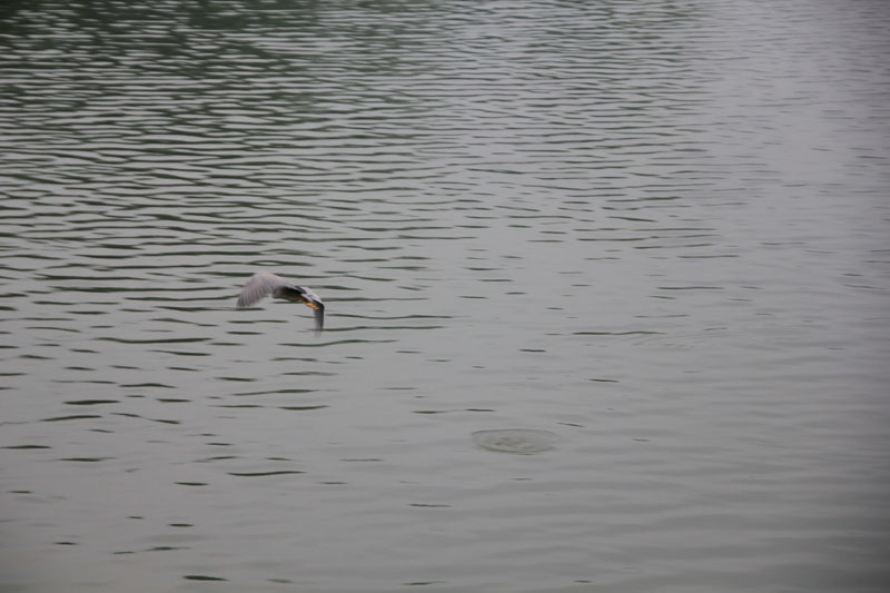 雨中明湖 摄影 情由独钟