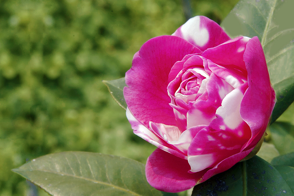 花信风  4 （山茶） 摄影 山魂海魄