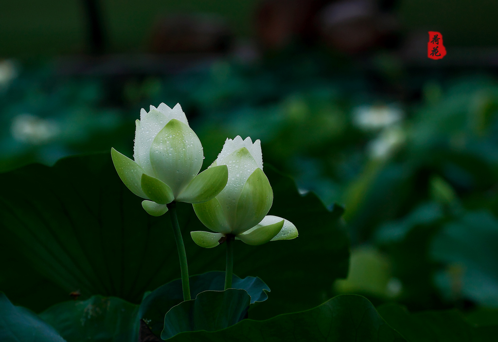 荷花8 摄影 SZ靓哥