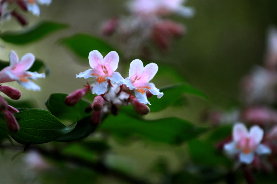 无名花 摄影 修身致远