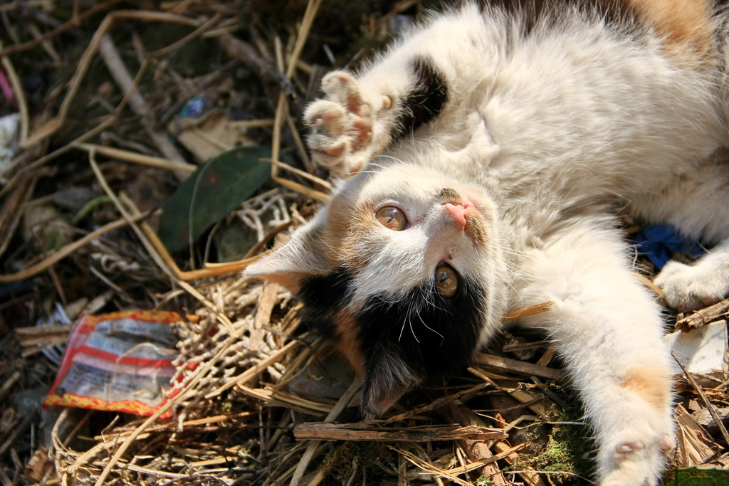 午后猫儿 摄影 破晓疯