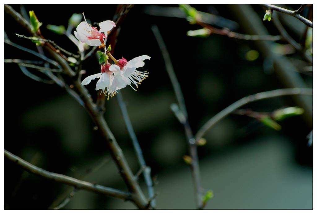 花去花再开 摄影 鲁鲁黑土