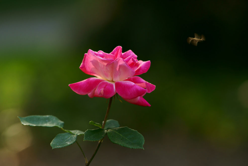 月季花 摄影 大小世界