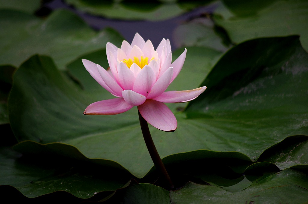 ~莲花~ 摄影 心有芊芊