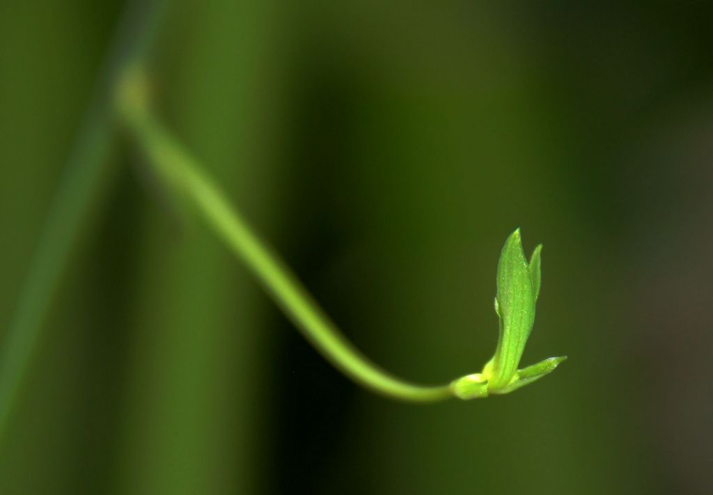 吊兰之芽 摄影 紫笛悠扬