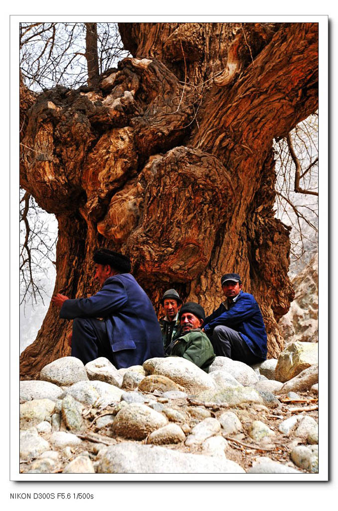 千年胡杨和老人 摄影 高原雪狼