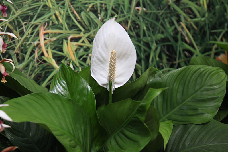 台北国际花卉博览会随拍 摄影 荒木