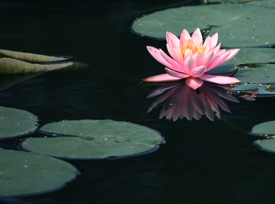 出水芙蓉 摄影 云中行