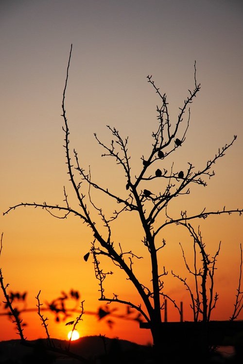 观夕阳 摄影 秋天的果实