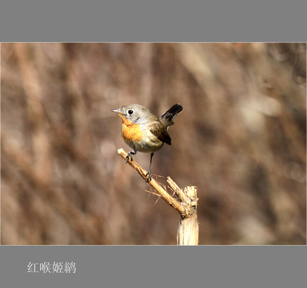 独占鳌头 摄影 姚顺