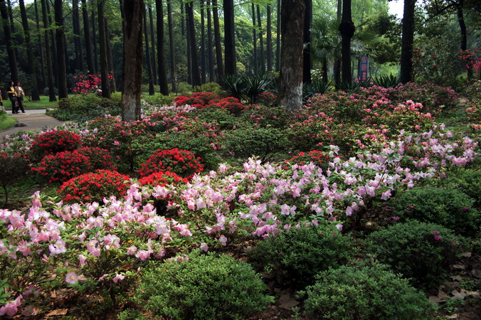 武汉青山公园与杜鹃花（4） 摄影 haihongsy