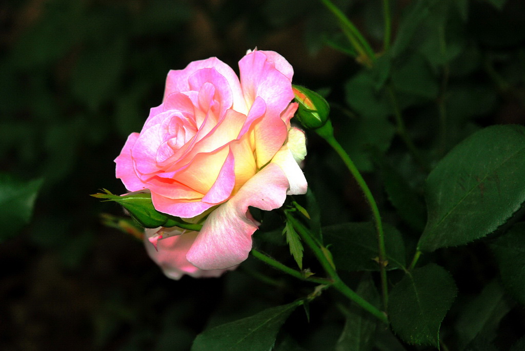 月季花  9 摄影 三届