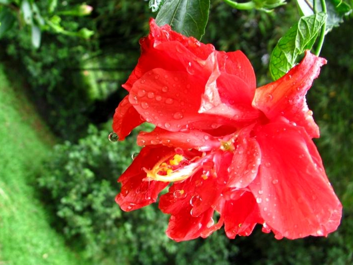 红花带雨 摄影 闲云XP