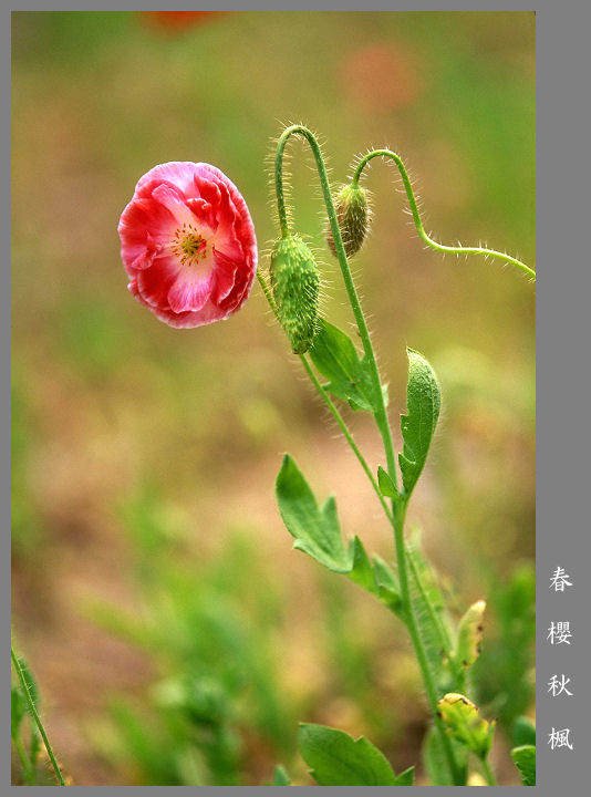 一轮春花 摄影 春樱秋枫