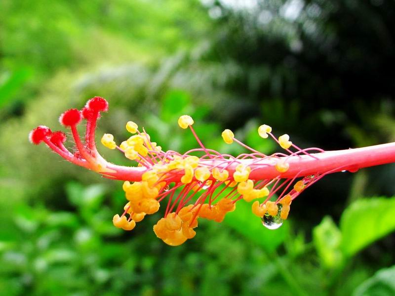 花蕊 摄影 闲云XP