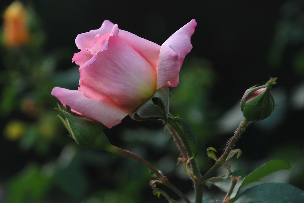 月季花 10 摄影 三届