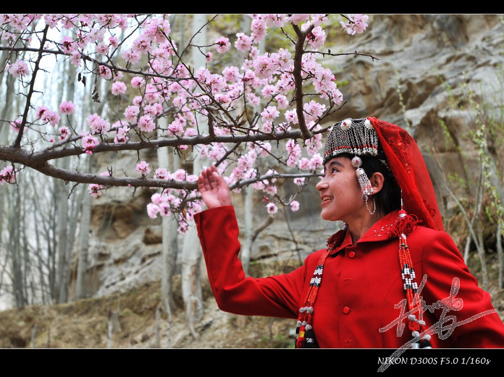 赏花2 摄影 高原雪狼