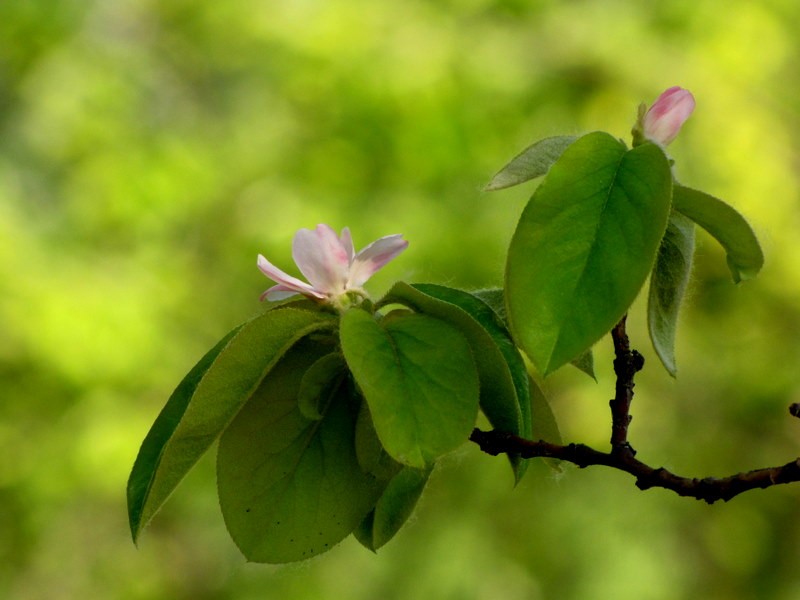 花 摄影 山清泉