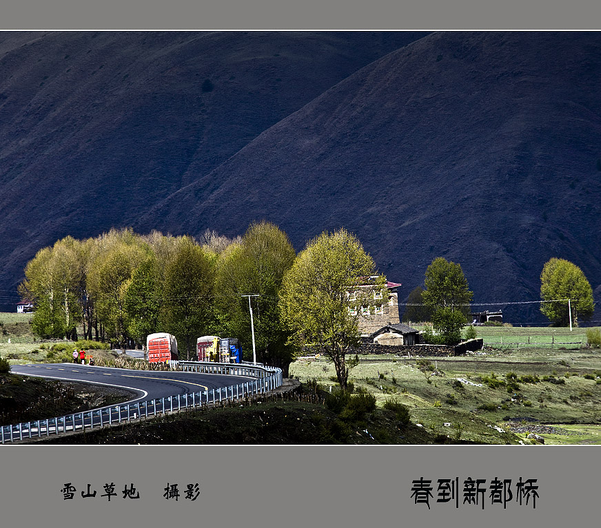 春到新都桥 摄影 雪山草地